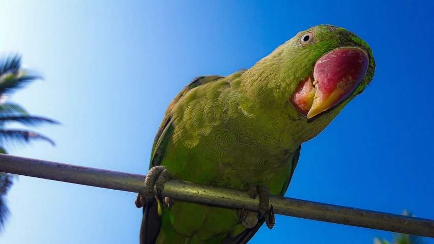 a green parrot with a pink beak perched on a perch