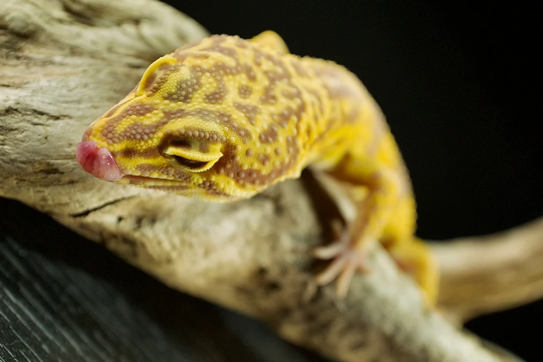 an adorable little yellow and brown gecko