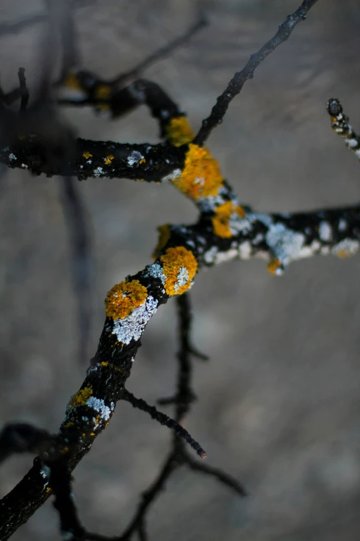 a nch with yellow and white moss growing on it