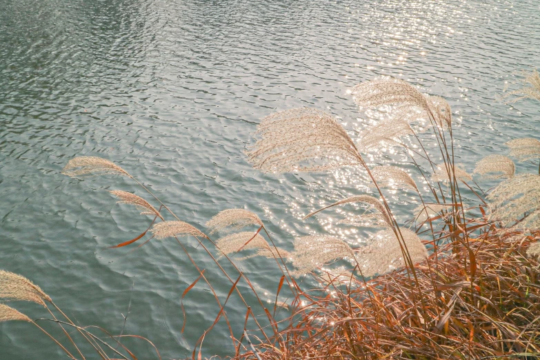 reeds growing by the side of the water near a shore