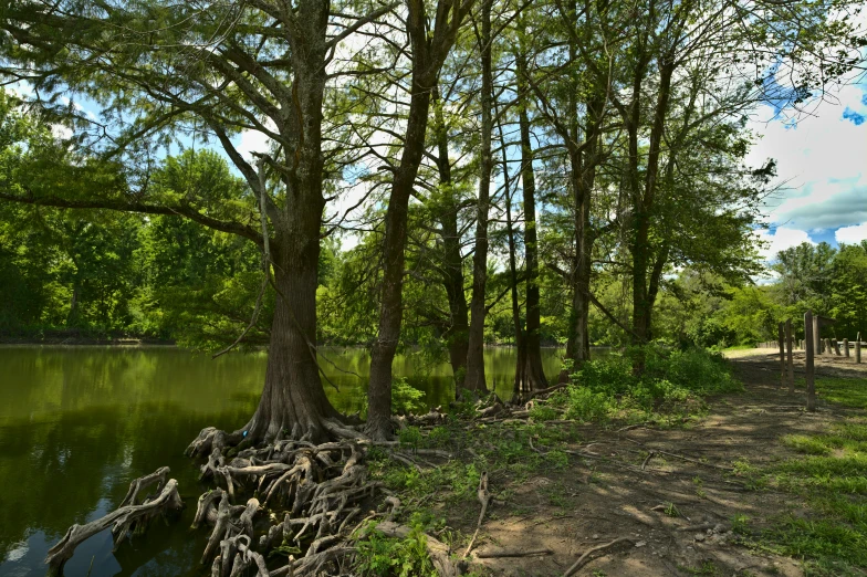 the view of trees in a forest over the river
