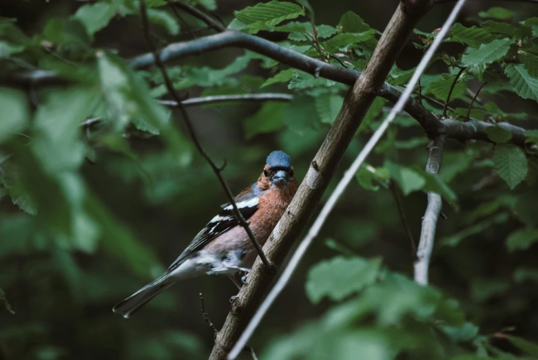 the bird is sitting on a tree nch outside