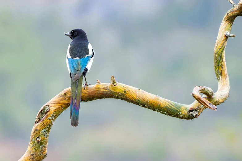 a small bird is standing on a tree nch