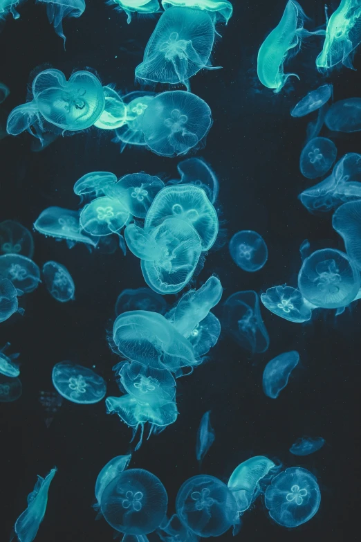 many jellyfish are swimming on black water