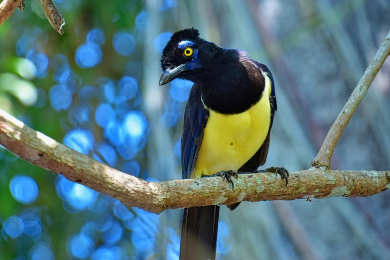 a black and yellow bird is perched on a nch