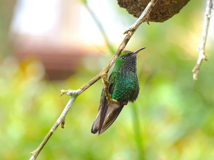 a green bird that is sitting on a nch