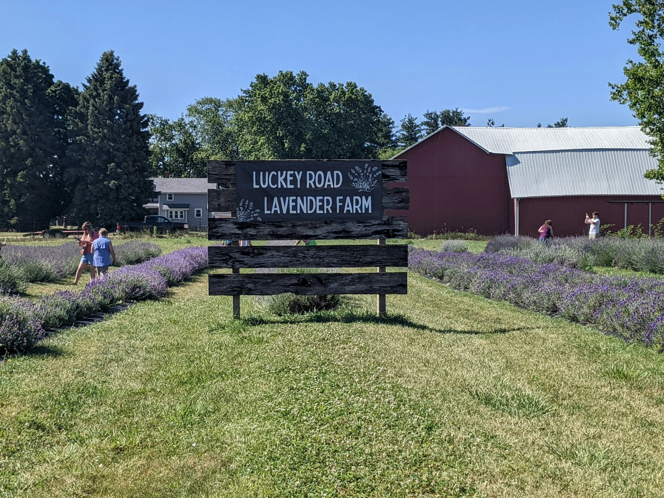 people standing around a lavender farm with a sign that reads lucky road, and lavender farm