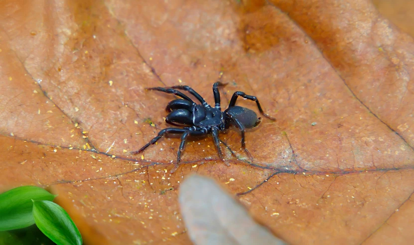 a large black insect sits on an orange leaf