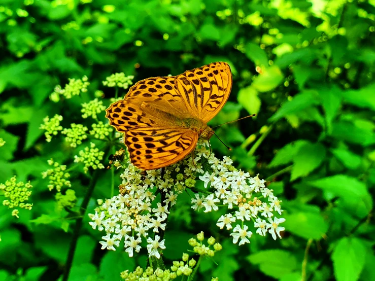 a erfly resting on a flower in a field