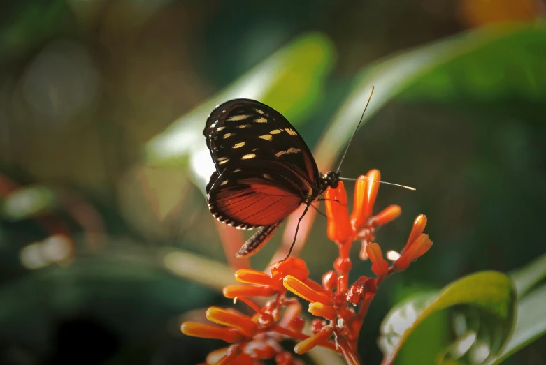 a erfly that is sitting on some flowers