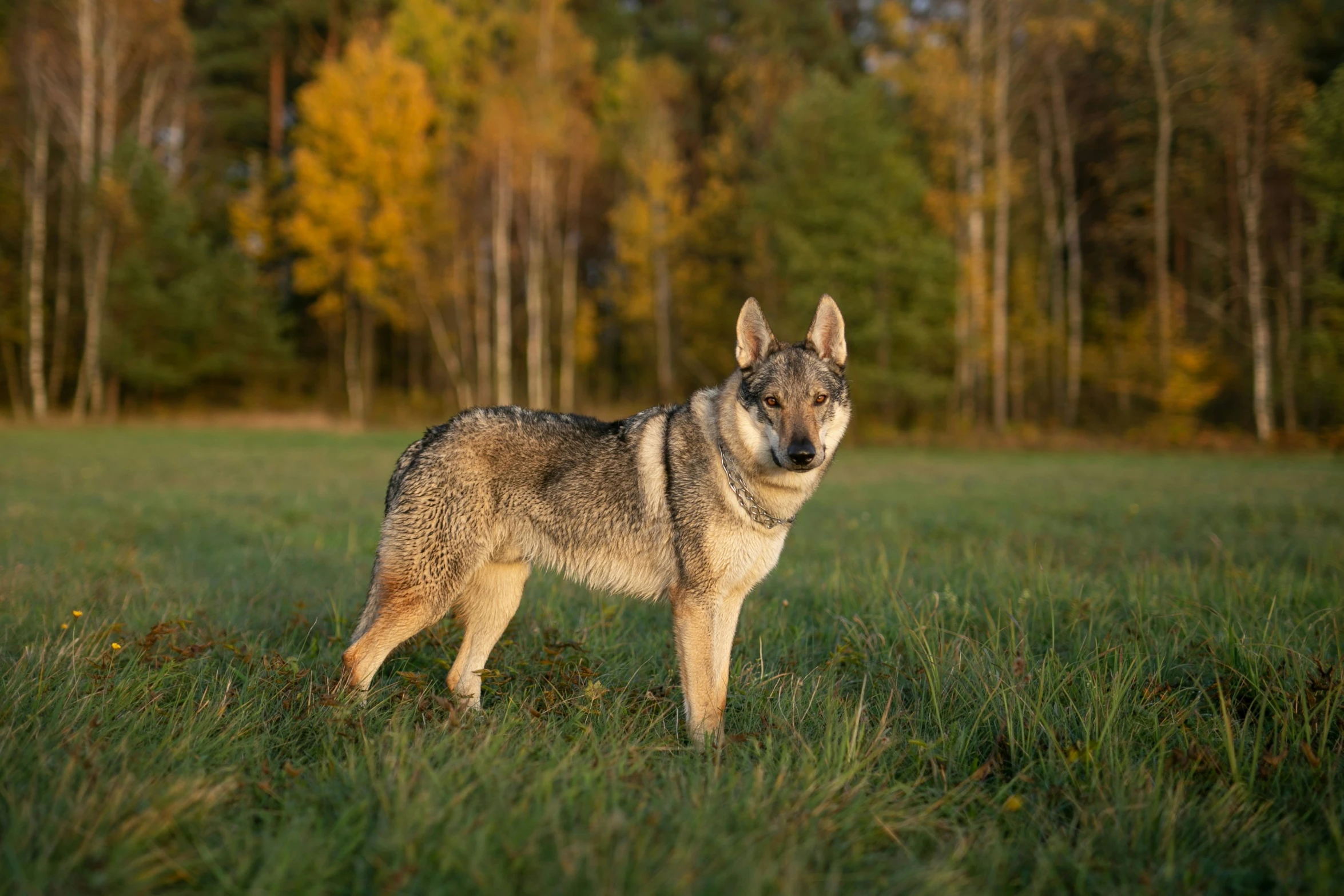 a grey dog is standing in the grass