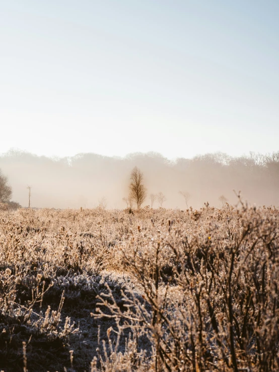 the horses are walking through a foggy field