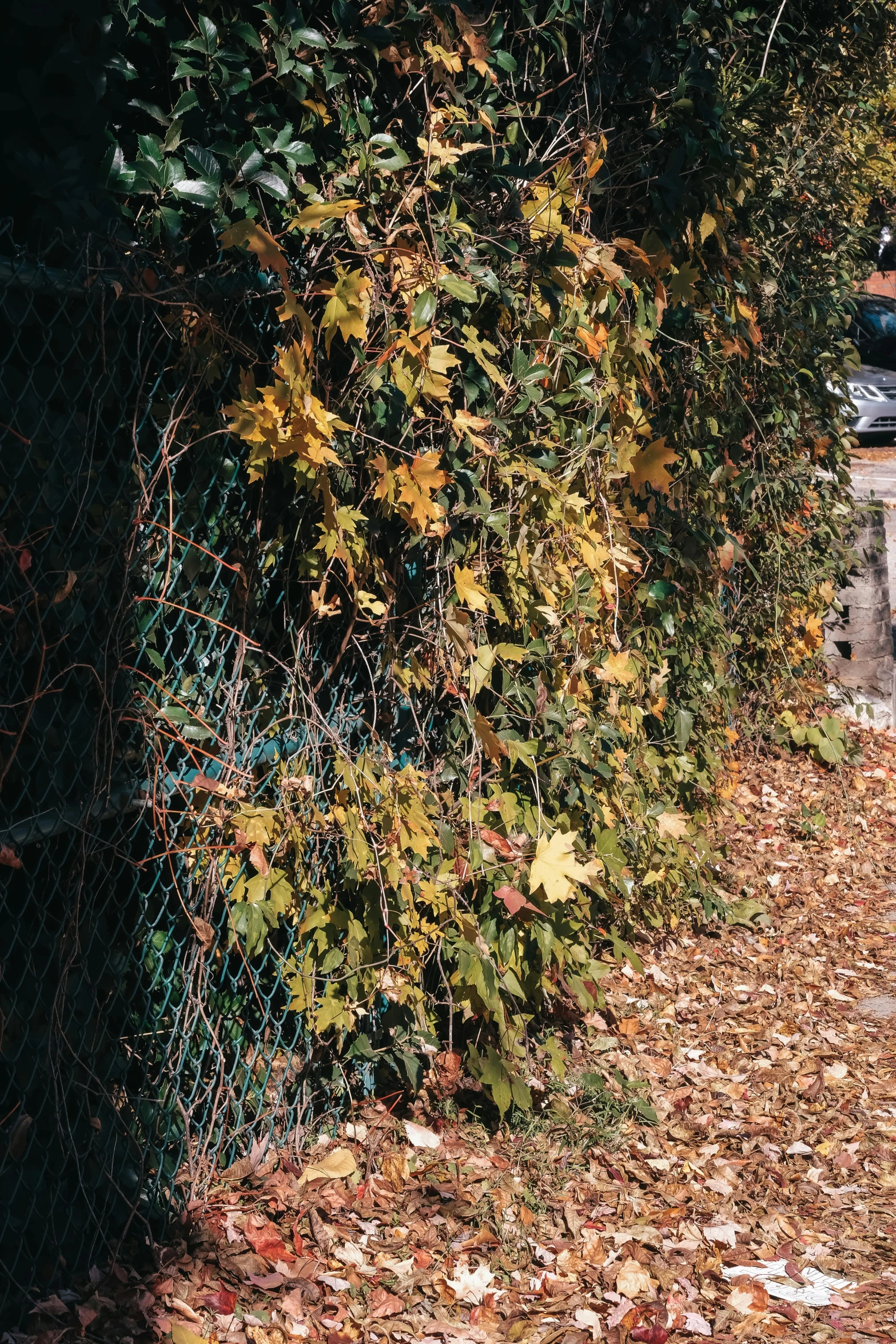 a road with leaves and grass next to it