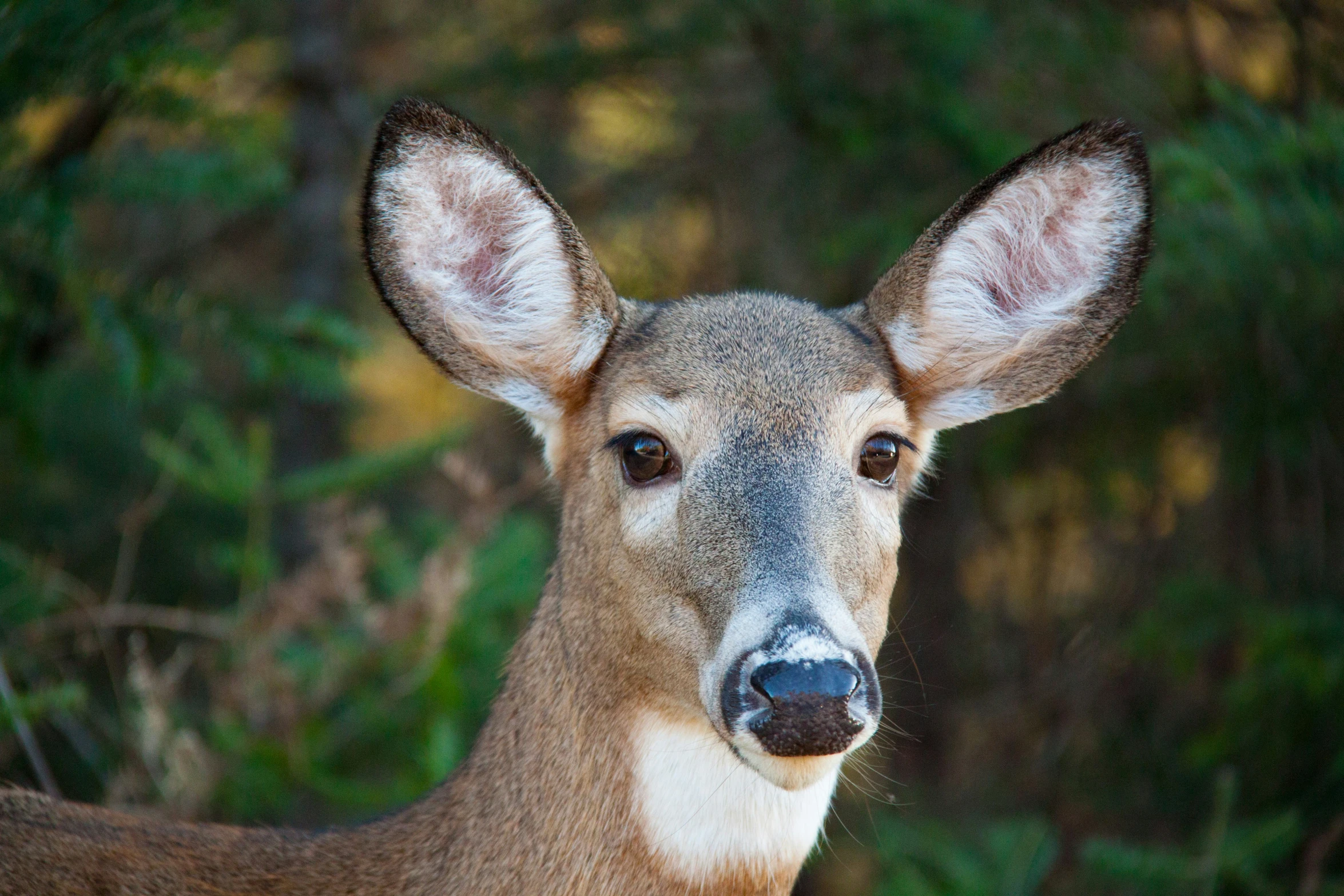 a small deer is staring at the camera