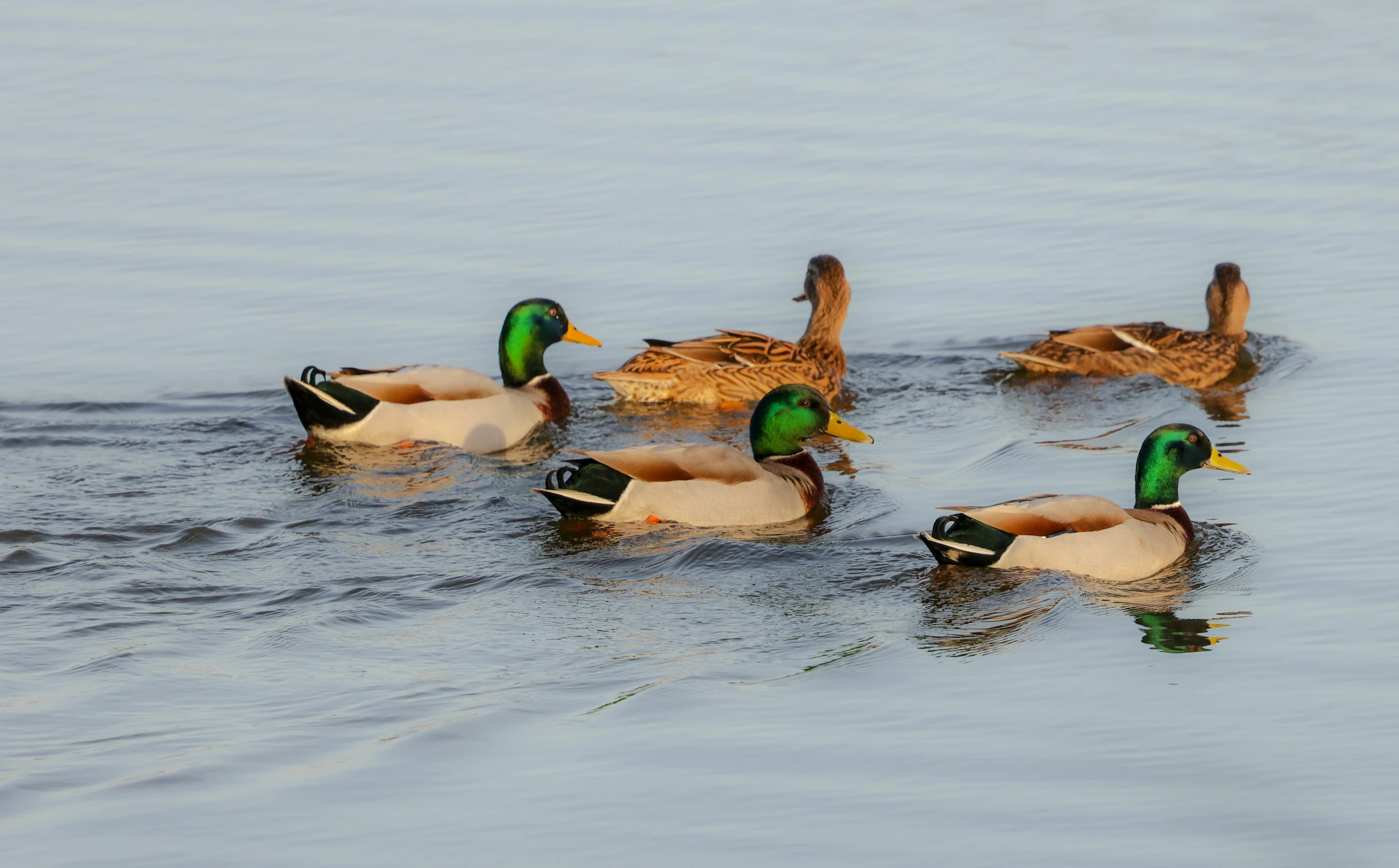 several ducks swimming in a lake with reflections on the water