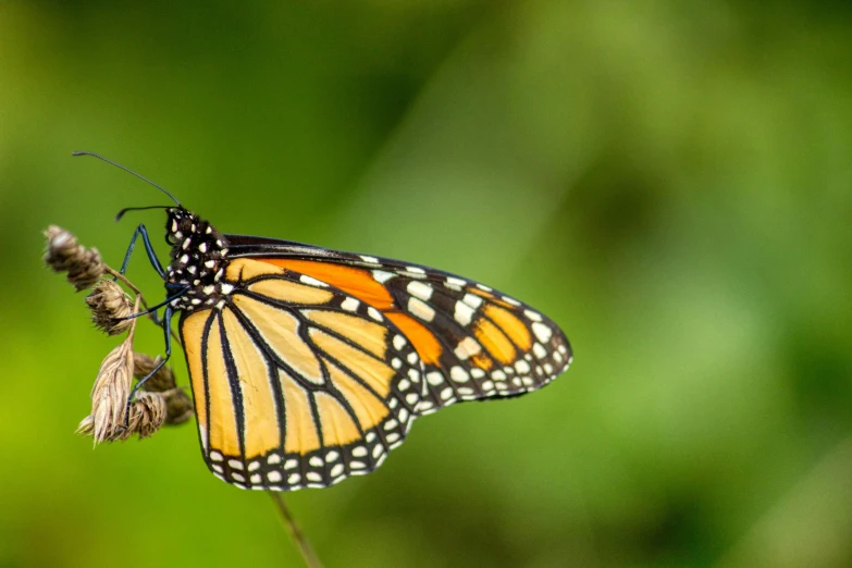 the erfly is perched on a dead plant