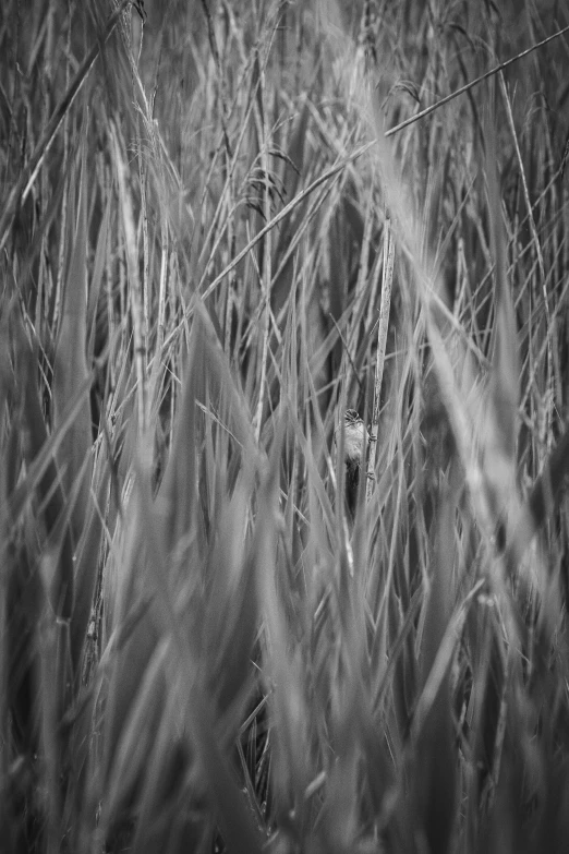 a large black and white picture of grass in the field