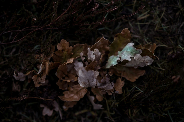 a small mushroom grows among thin brush on a dark night