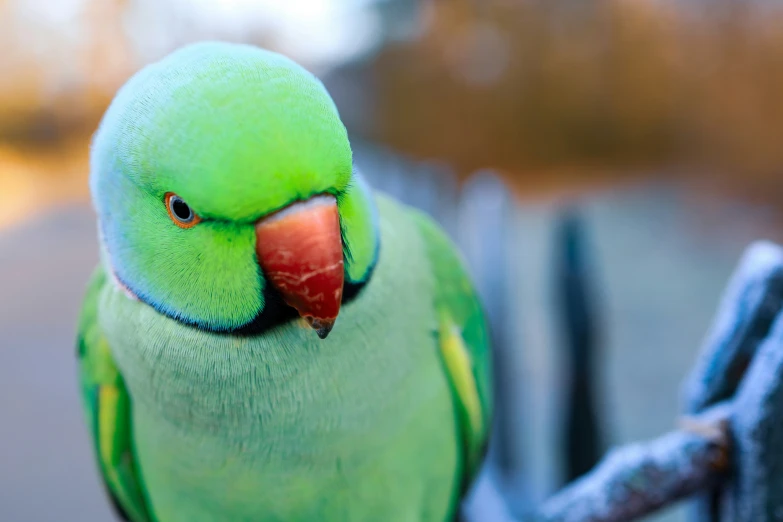 the green parrot has a blue head and red beak