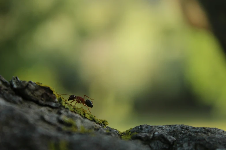 a group of ants is standing on the edge of a rock