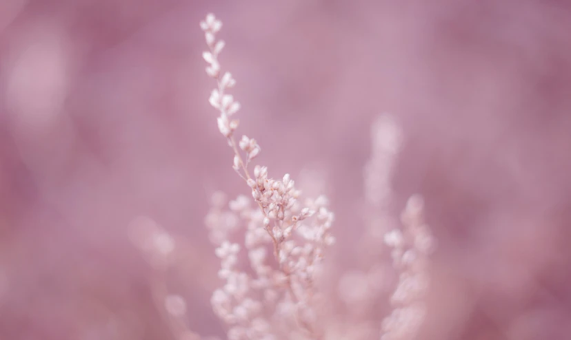 close up of a dried plant in some kind of place