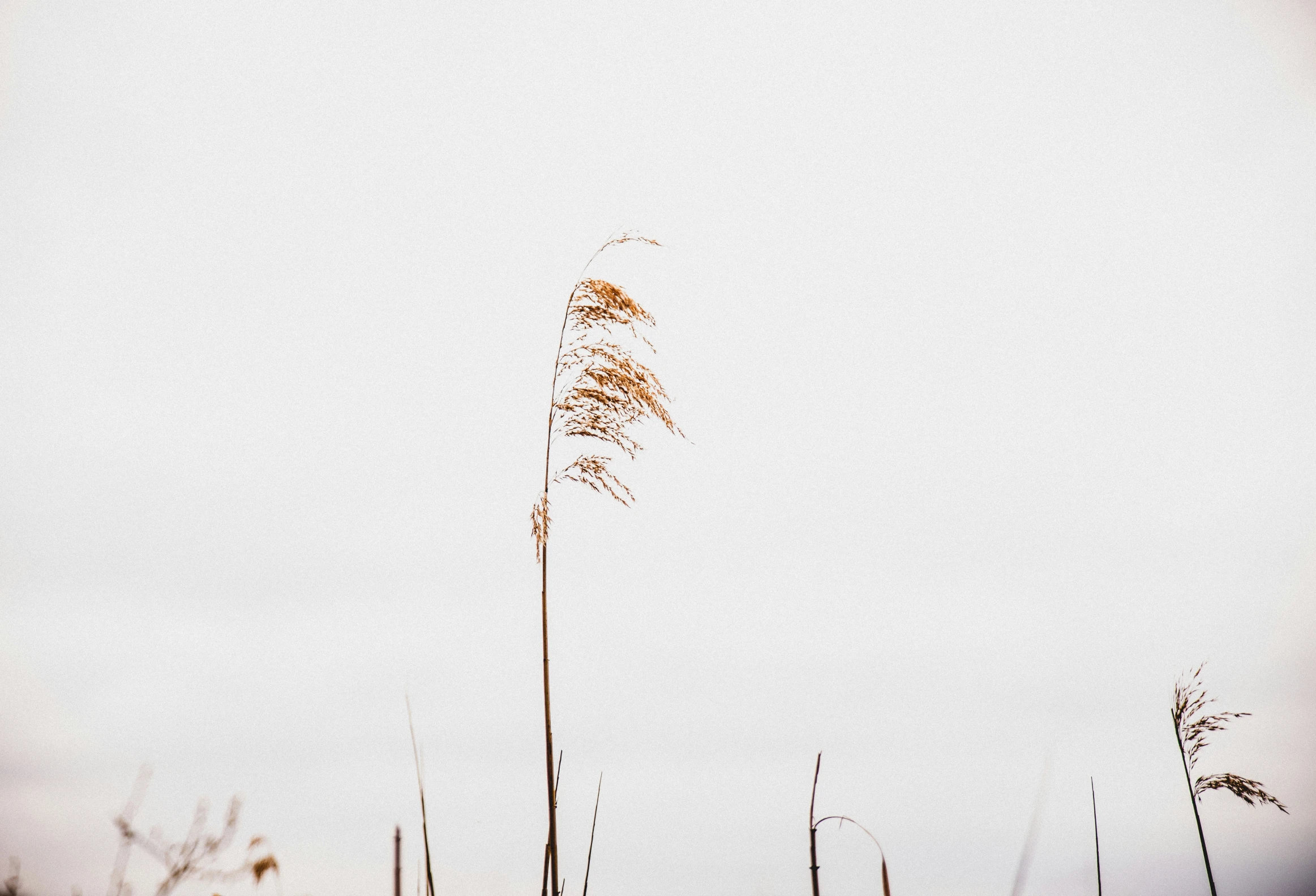 a tall plant with thin stems on top of it