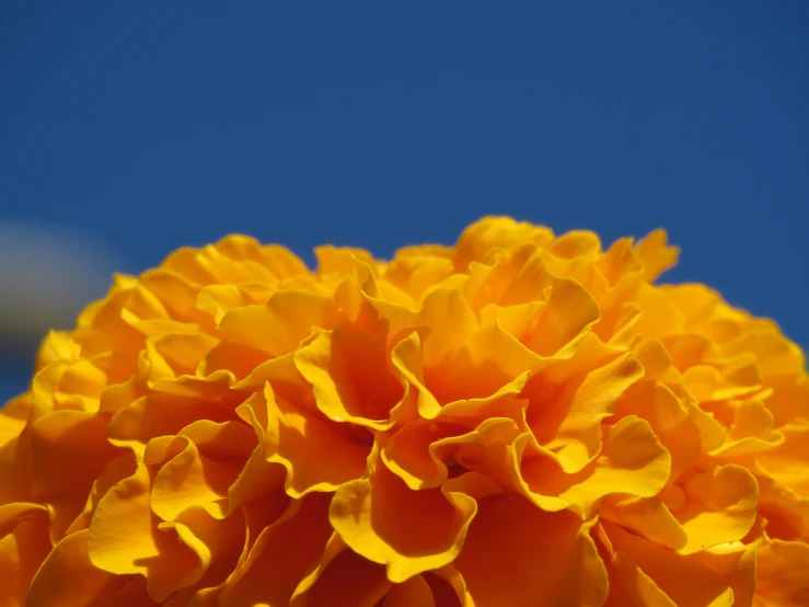 a close up view of a yellow flower