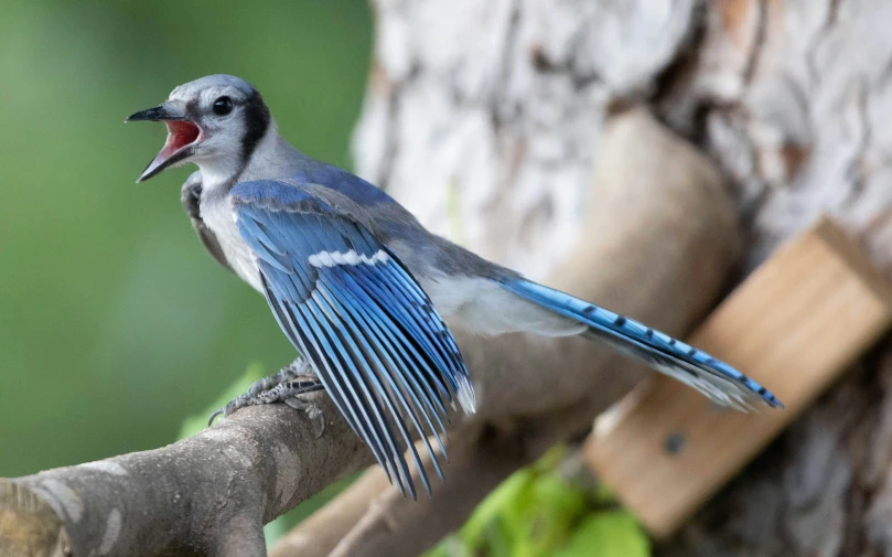 a blue jay with a beak full of food, sitting on a tree nch