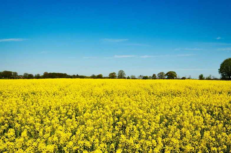 a lone bird sitting in a large field full of yellow flowers