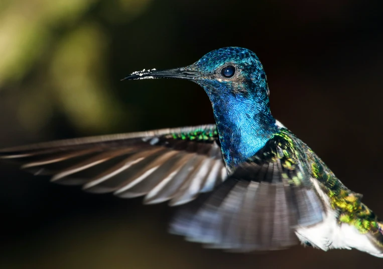 a small blue and white bird with wings spread