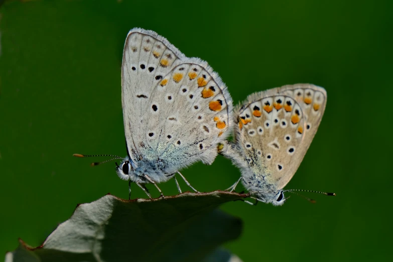 two erflies sit on top of each other