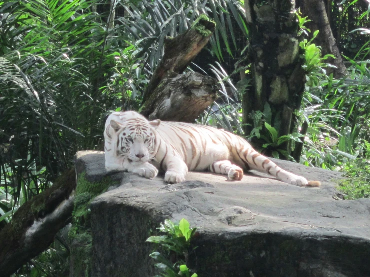 a white tiger lying down on top of a stone rock