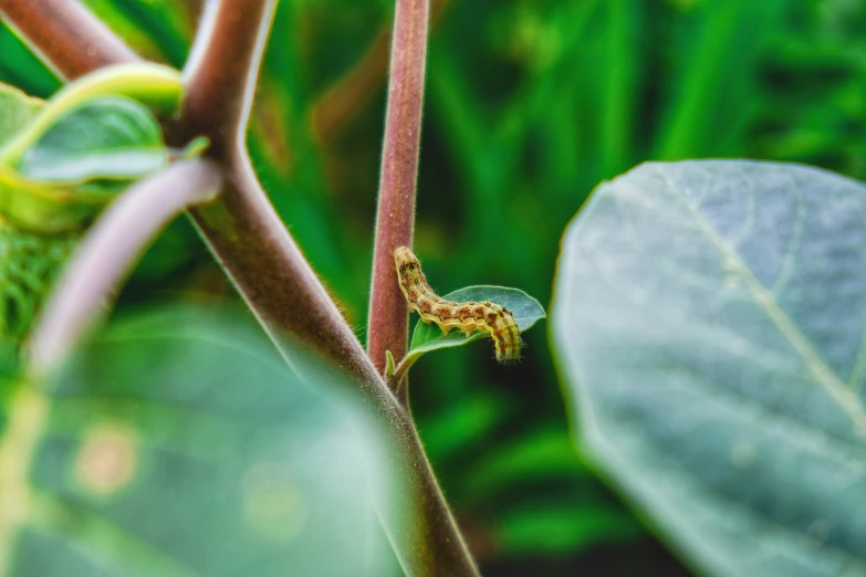 some brown bug is laying on a green nch