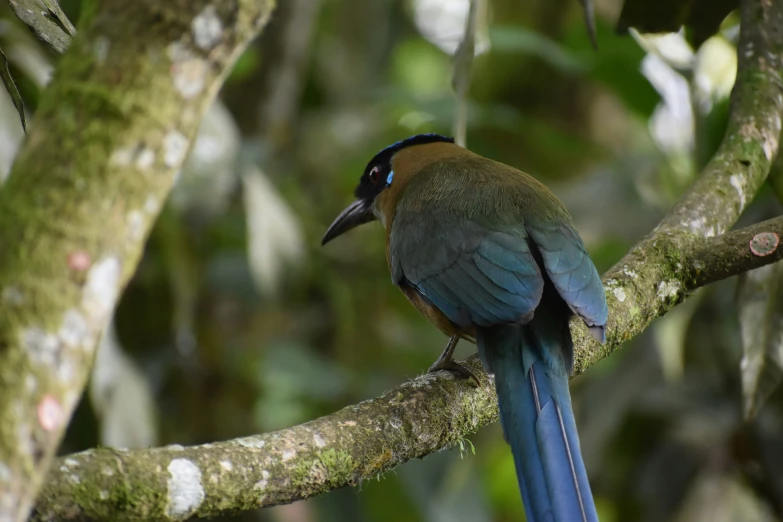 a small bird perched on the nch of a tree