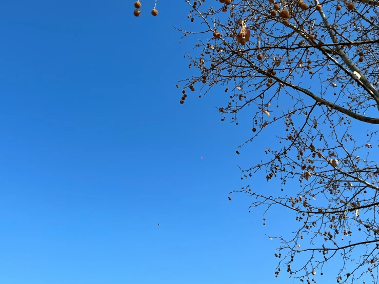 a blue sky has the tip of a leafless tree in bloom