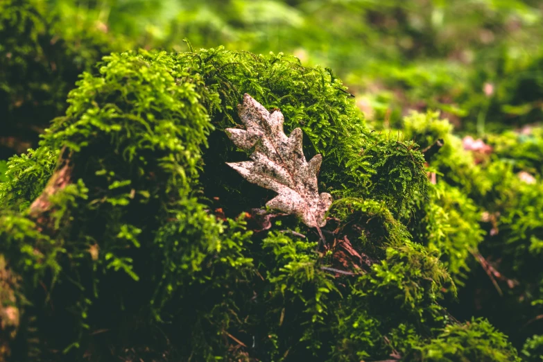 a leaf in some very green moss with leaves