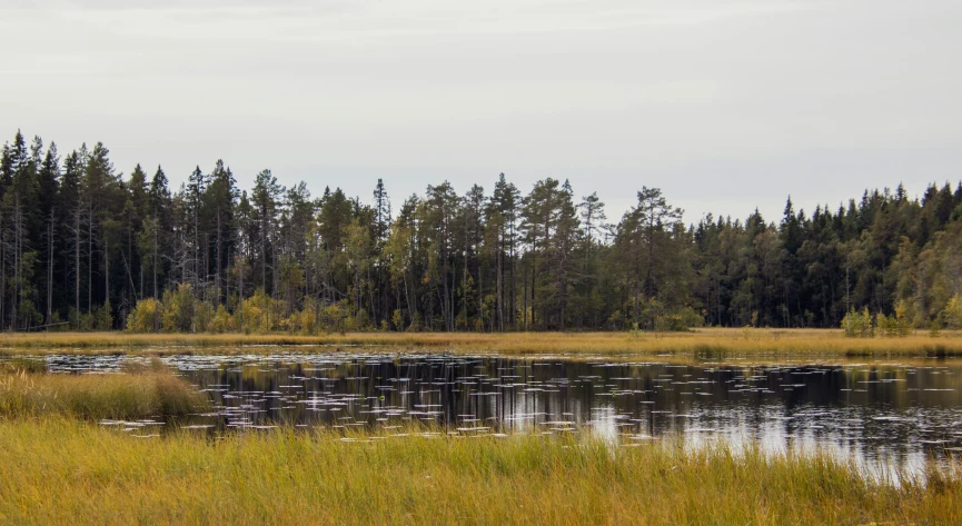 a body of water near some trees in a field