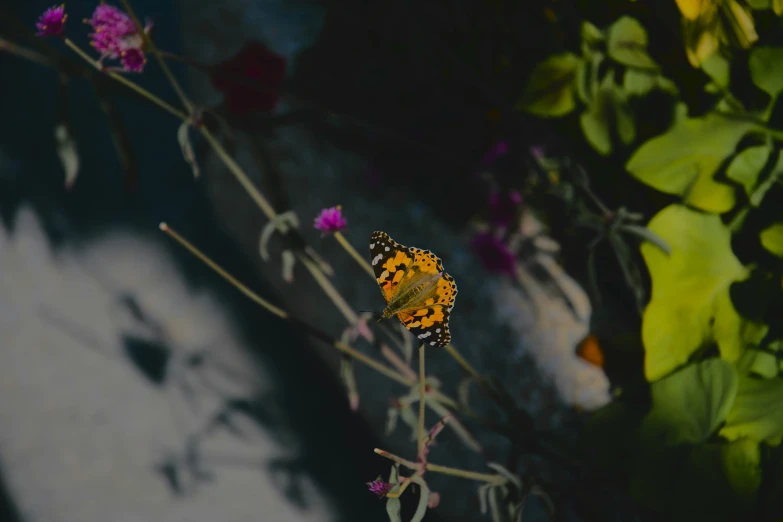 an orange and black erfly sitting on top of a purple flower