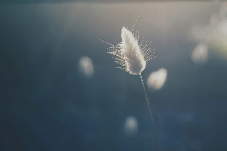 a single flower on the tip of it's stalk