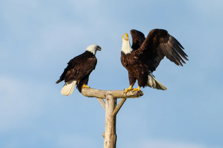 two bald eagles perch on a small wooden pole