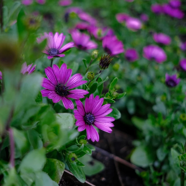 purple flowers are in the middle of a green field