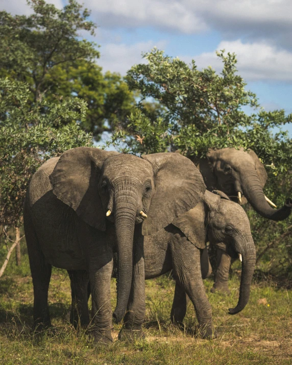 there are three elephants walking through the grass