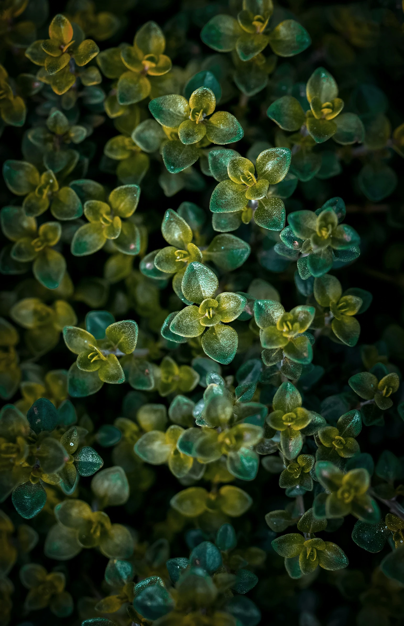 abstract view of leaves with bright green colors