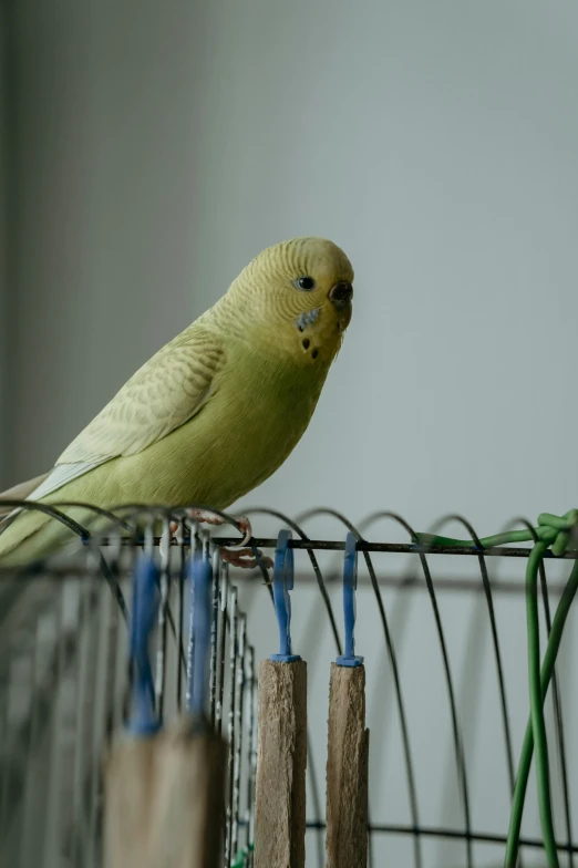 there is a bird that is perched on a wire