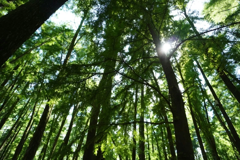 the sun is shining through a dense forest