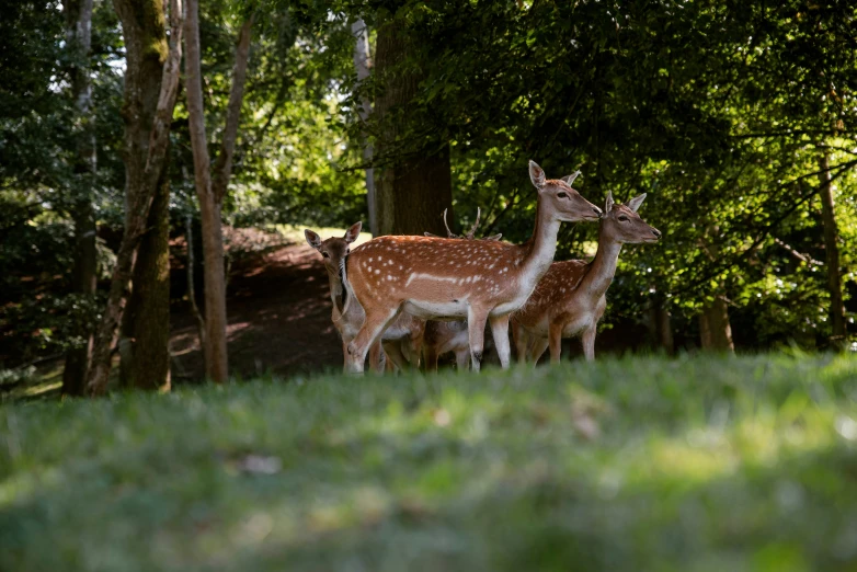 two fawns stand next to each other on a sunny day