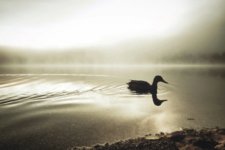 a single duck swimming across a large body of water