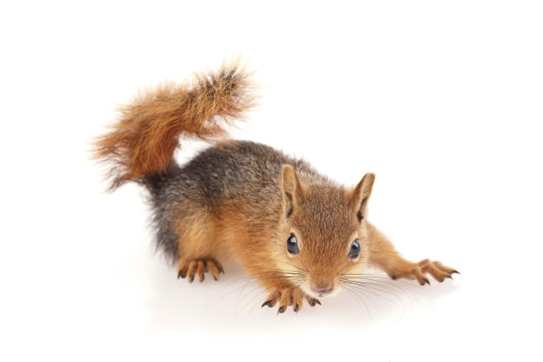 a brown squirrel with a black head and tail