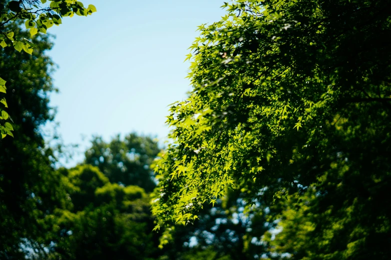 a green leaf filled tree with blue sky in the background