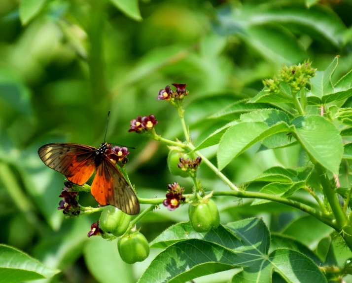 a small erfly sits on a flower with a blurry background